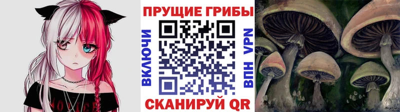 Купить где  Реутов  Галлюциногенные грибы Psilocybe 